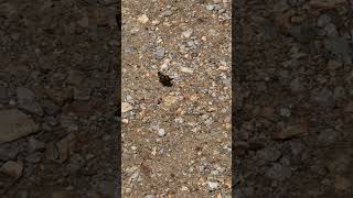 Come #Explore With Me – A Tiny Skipper Butterfly Resting on the Gravel 🦋🪨