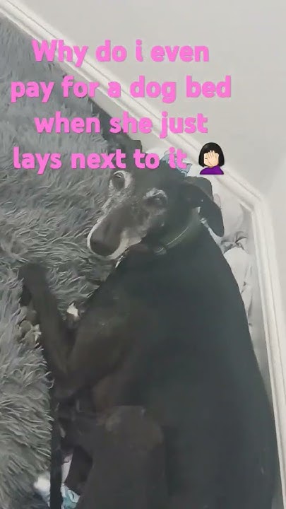 idk-why-i-pay-for-dog-beds-galgo-funny-youtube