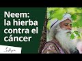 Neem: la hierba contra el cáncer | Sadhguru