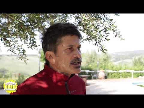 Video: Guida alla potatura delle olive: quando è il momento migliore per potare gli ulivi