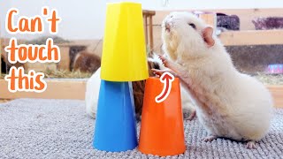 I Told My Guinea Pigs Not to Touch This and This is What They Did