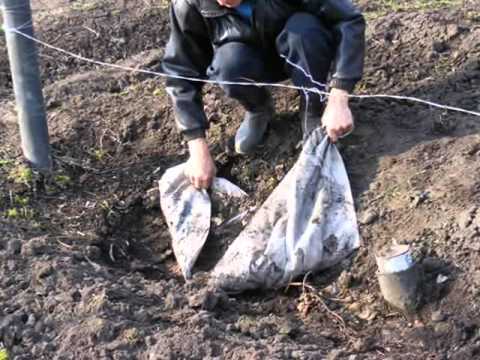 Работа на винограднике, Алтай, Сростки, часть №1.wmv