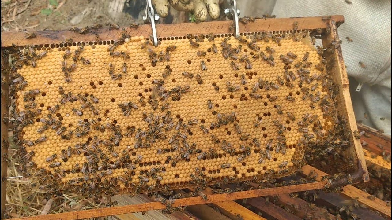 manejo de pré safra / antes de colocar a primeira melgueira🍯🐝