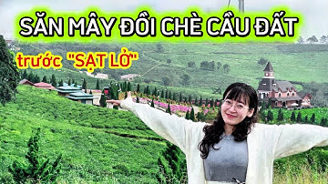 Du Lịch Đà Lạt: Đường Lên Khu Săn Mây Đồi Chè Cầu Đất Trước Khi Sạt Lở | Kim Liên Pi-Vi