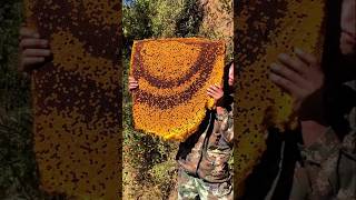 Step By Step Cutting Honeycomb On A Cliff