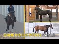 【POG】2歳馬カタログ2020 Part.1 / JRA-VAN[公式]