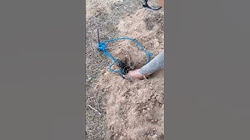 Couple shows how to capture and remove gophers #gopher #gophercontrol
