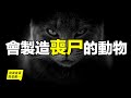 【已打碼，放心看】會製造喪尸的動物們：除了喪尸黃蜂，你可能也是某種動物的「喪尸」，你一定見過這種動物……|自說自話的總裁