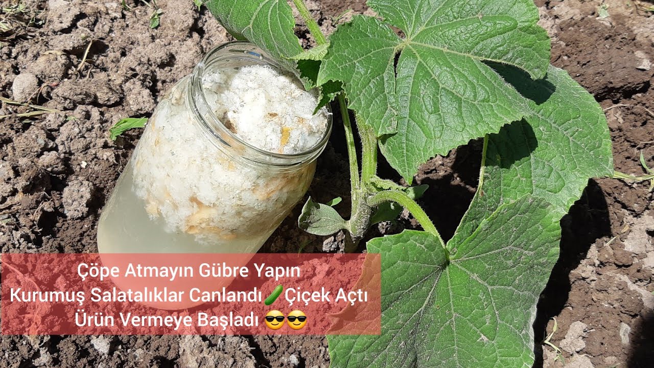 ÇÜRÜMÜŞ Ölü Salatalıklar Anında Canlandı🥒Çiçek Açtı🥒Ürün Vermeye Başladı🍅Küflü Ekmek Gübresi ŞOK ŞOK