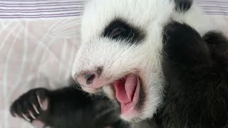 Feeding A Newborn Baby Panda | Panda Babies | BBC Earth Kids