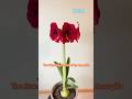 The Stunning Revival of My Amaryllis!#plants #flower#amaryllis