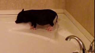 Blackberry Creek Mini Farm Potbelly Piglet Video