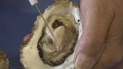 Oyster Biology