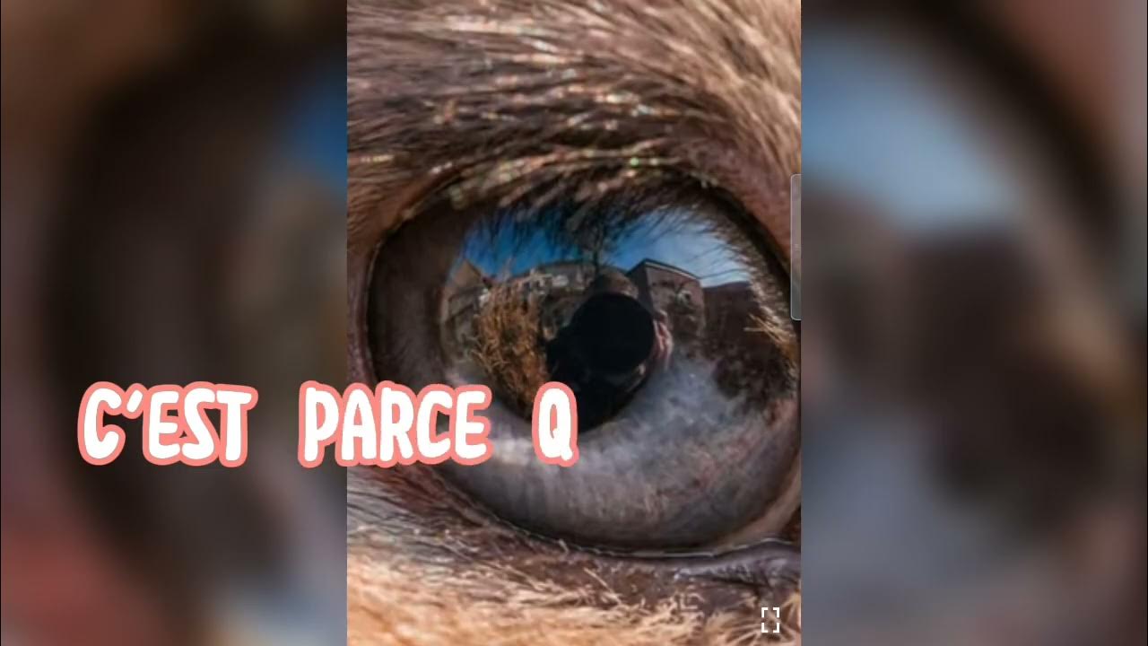 La vision des lapins 🐰 YouTube