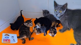 Grey mother cat have 8 kittens thanks me after changing blanket and feed her most expensive cat food
