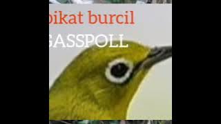 Mp3 pikat burcil AK#GASSPOLL