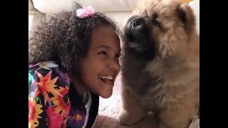 4 Chow Chow Lovers 😊 Funny and Cute Chow Chow Dogs Videos Compilation by PIGO 287 views 4 years ago 11 minutes, 15 seconds