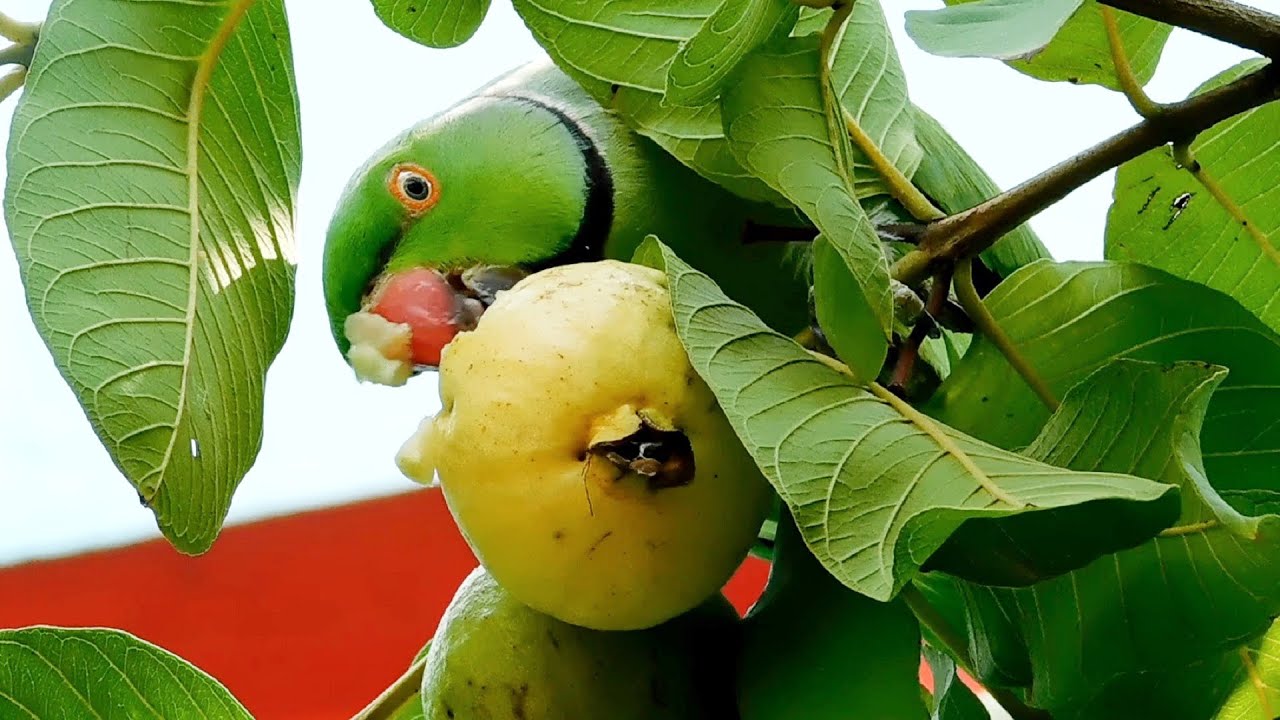 Попугай ест фрукты. Ringneck Parrot. Еда попугаев в природе. Попугай ест яблоко.