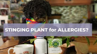 Amazing Stinging Medicinal Plant: Great for Allergies, Arthritis, Bone Healing