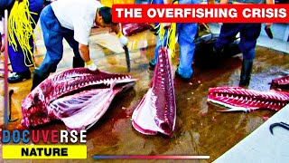 END OF THE LINE: THE REAL IMPACT OF OVERFISHING | Full DOCUMENTARY