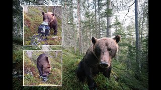 Utelias karhu löytää kameran metsästä / A curious bear finds a camera box in the woods