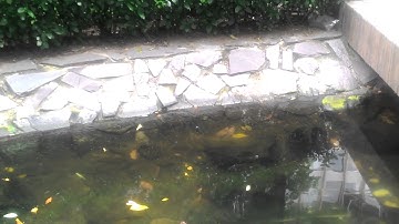 Cá lóc bố mẹ bảo vệ con