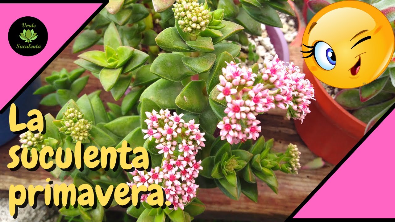 ¿Cómo cuidar tu Crassula springtime para que florezca mucho?