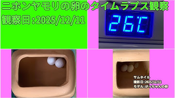 【Memorandum】 2025年12月11日 RPi-Cam-Web-Interfaceを用いたニホンヤモリの卵のTimelapse観察