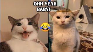 Funny cute kittens Moments| Tiktok kittens| Baby cats| Funny cat memes by INDIE VIRAL CONTENT 21 views 3 years ago 6 minutes, 32 seconds
