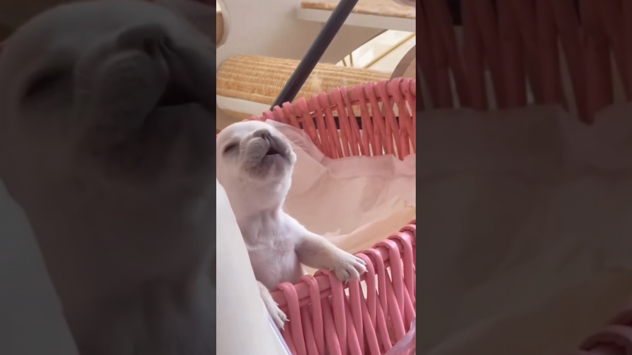 hehhee pibblee