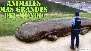 LOS ANIMALES MAS GRANDES DEL MUNDO