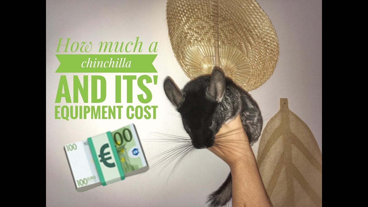 HOW MUCH A CHINCHILLA COSTS !🐭 [Pet,Cage Set Up,Accessories,Food,Toys