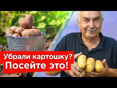 ПОСЕЙТЕ ЭТО СРАЗУ ПОСЛЕ УБОРКИ КАРТОФЕЛЯ! Вот, что оздоровит и восстановит плодородие почвы