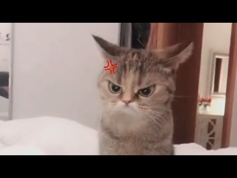 tik tok angry cat ad  tiktok anime filter instagram story advertisement 