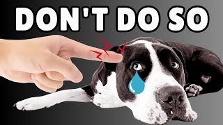 12 Things Your Dog Hates About You