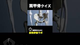 【肩甲骨】どんな動きがあるか知っていますか？肩甲骨評価をする上で基礎になる部分！しっかり覚えておきましょう！ アナトミートレイン 姿勢評価 筋膜