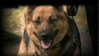 City of Bothell Pet Licensing