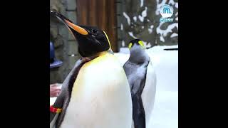5 Facts You Didn't Know About Penguins in Ski Dubai