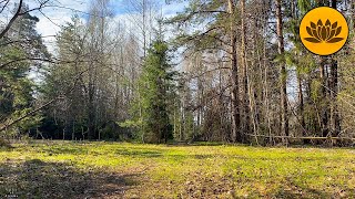 Sounds of forest, 3 hour singing of spring birds for relaxation.