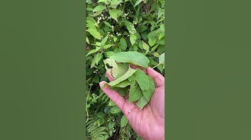 Cây thuốc có tên Thồm Lồm bạn nên biết #covenduongvlogs #garden #bonsai #caybuttre #câythuốcquý