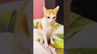 আদর না করলে মাথা গরম হয়ে যায় 😱 #shorts #cat #viral #catvideos #cute