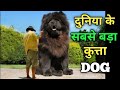 World Biggest Dog 🔥| दुनिया का सबसे बड़ा कुत्ता 🔥| Biggest Dog in The World #shorts #short #facts