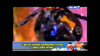 On The Spot  Trans 7    7 Mitos Hewan Berwarna Hitam