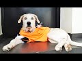 Perrito con tres patas lleva una camiseta naranja para salir en el video…