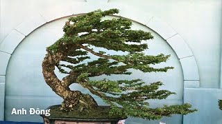 Những cây bonsai độc đáo lễ hội bonsai Châu  Á Thái Bình Dương 15