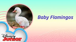 Baby Flamingos! | Disney Animals Special Delivery with T.O.T.S. | Disney Junior