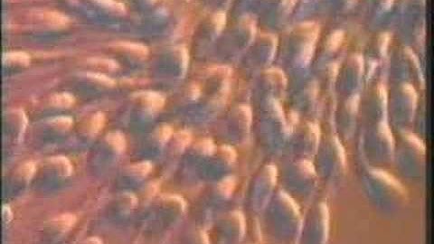 Infinite Number of Sounds - Exorcise w/o Air