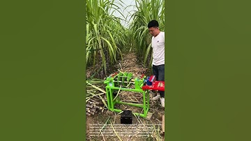 Innovative Sugarcane Processing: Peeling Machine in Action