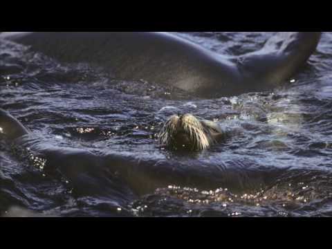 Galapagos Iguanas & Sealions by Michael Fairchild....