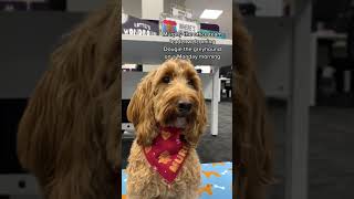 Murphy The Office Dog Team Leader #dog #officedog #shorts